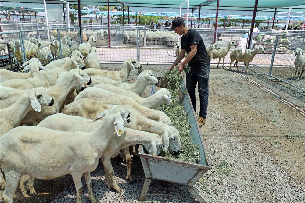 Talas'ta Kurban Bayramı için her şey hazır Talas'ta Kurban Bayramı için her şey hazır