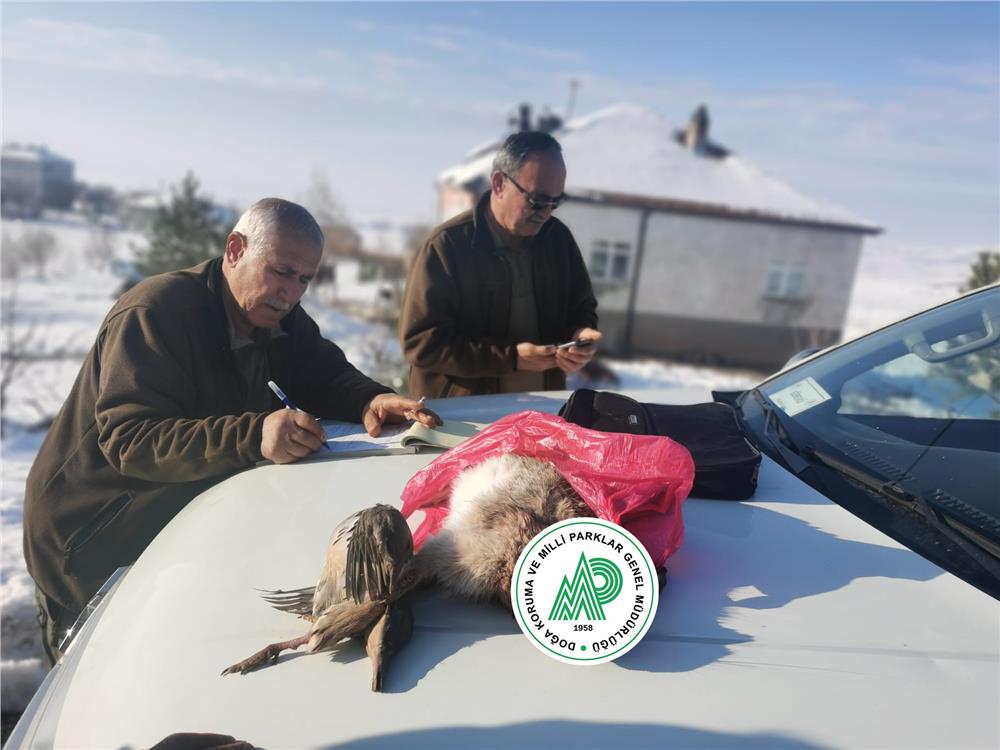 Yasa dışı ava suçüstü Yasa dışı ava suçüstü