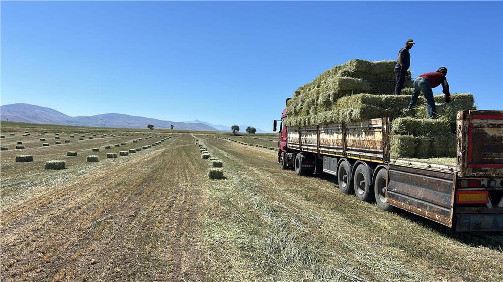 Talas Belediyesi’nden yem desteği