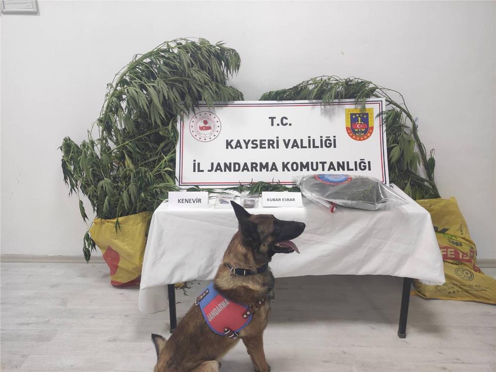Kayseri’de 7 kök kenevir ele geçirildi: 1 gözaltı Kayseri’de 7 kök kenevir ele geçirildi: 1 gözaltı