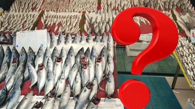 Kayseri'de balıkçılar umutlu: Sofralar bu yıl hangi balıkla dolacak?