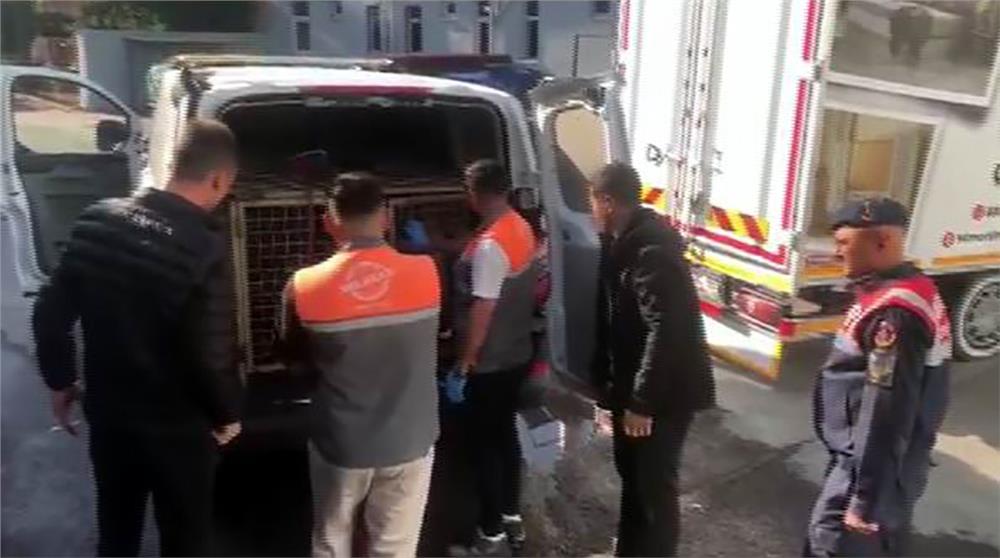 Jandarmadan köpek dövüşçülerine suçüstü Jandarmadan köpek dövüşçülerine suçüstü