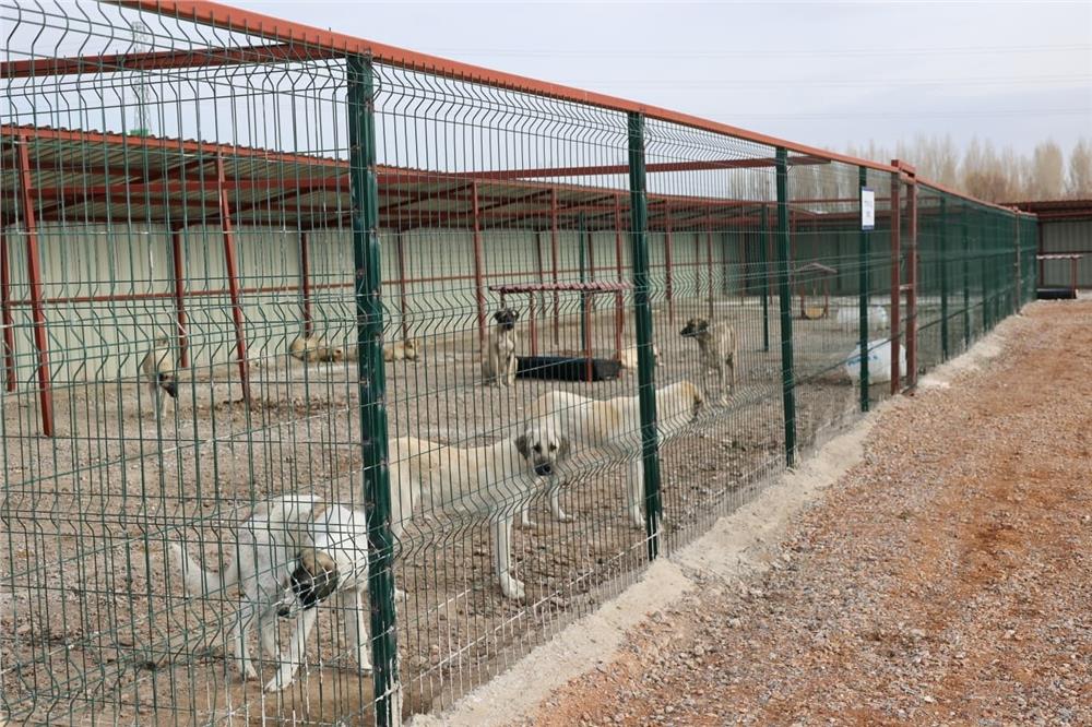 Başkan Metin'den sokak hayvanları için örnek hizmet