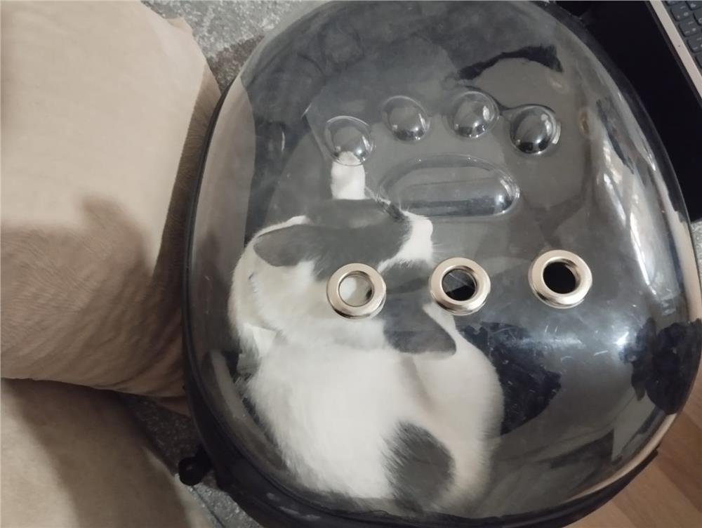 Havalandırma boşluğuna düşen 'Tofu' adlı kediyi itfaiye kurtardı