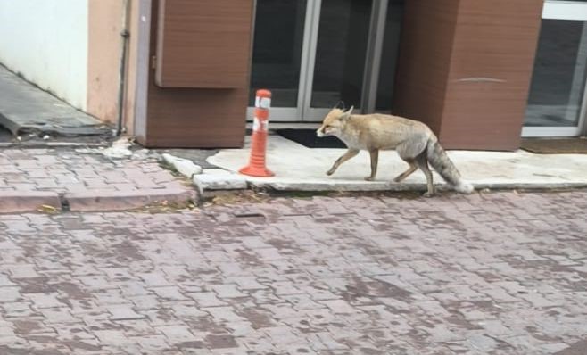 Yiyecek arayan tilki sokağa indi