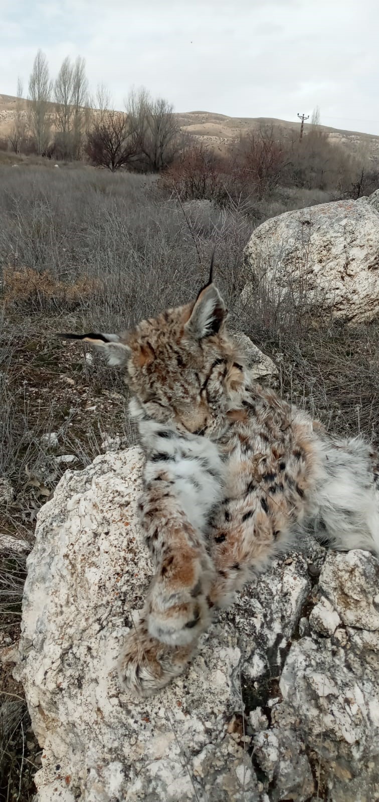 Doğada nadir görülen vaşak ölü bulundu