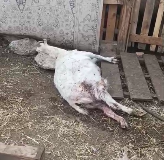 Kayseri’de Başıboş Köpekler Ağıla Saldırdı: 11 Hayvan Telef Oldu