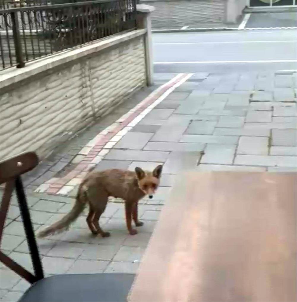 Şehir merkezine inen tilki kimseye aldırış etmeden karnını doyurdu