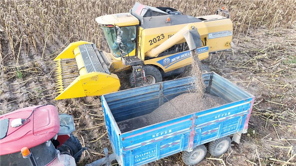 Tomarza’da ayçiçeği hasadı başladı